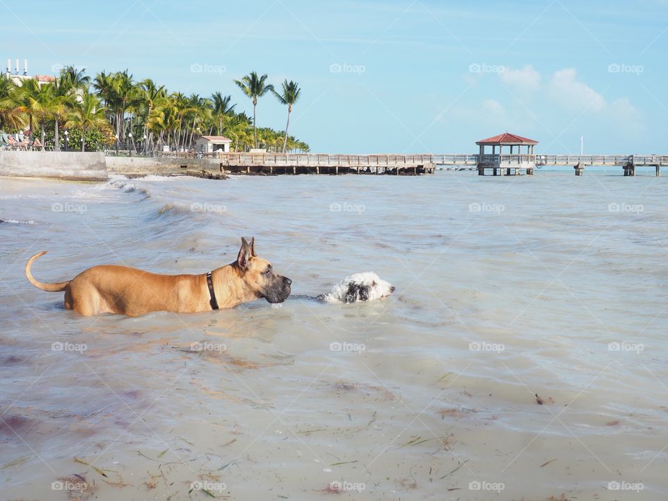 Key west doggie beach 