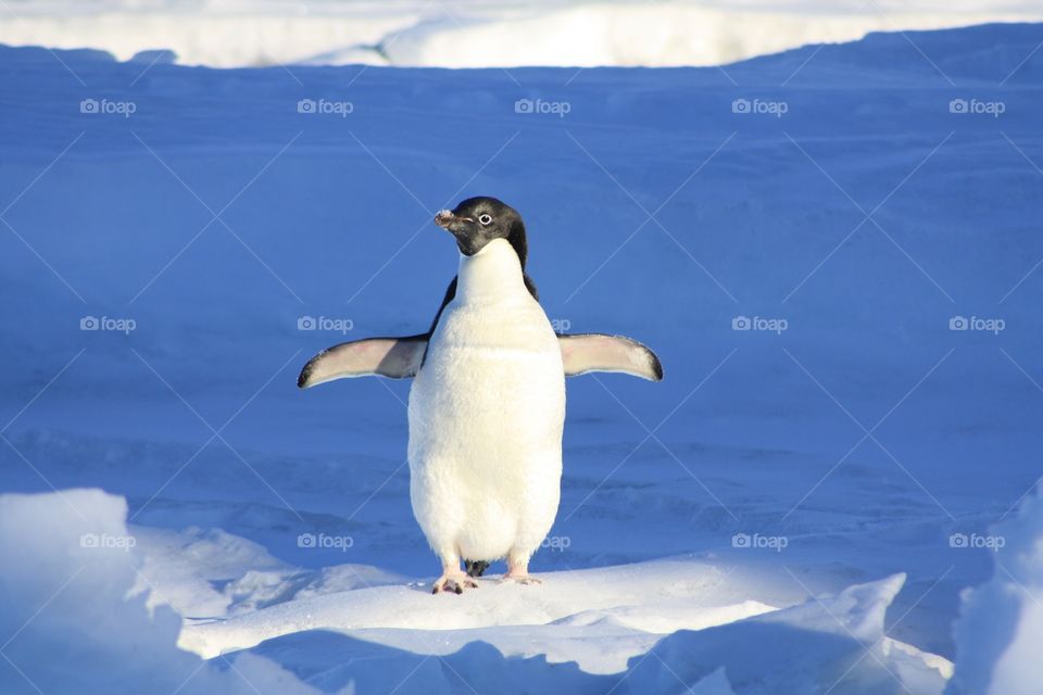 such an amazing ice bird