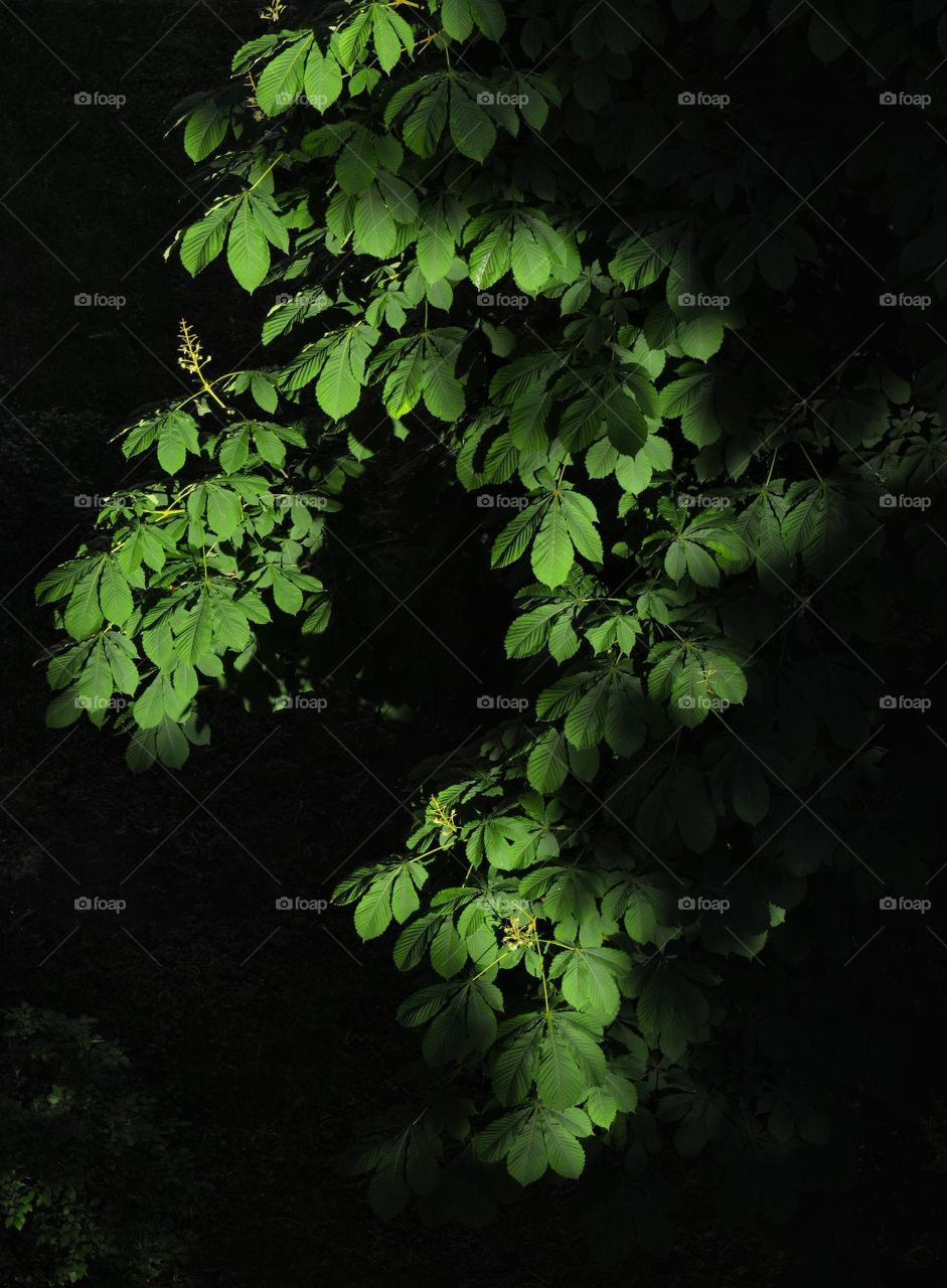 green leaves spring time in the solar light art nature