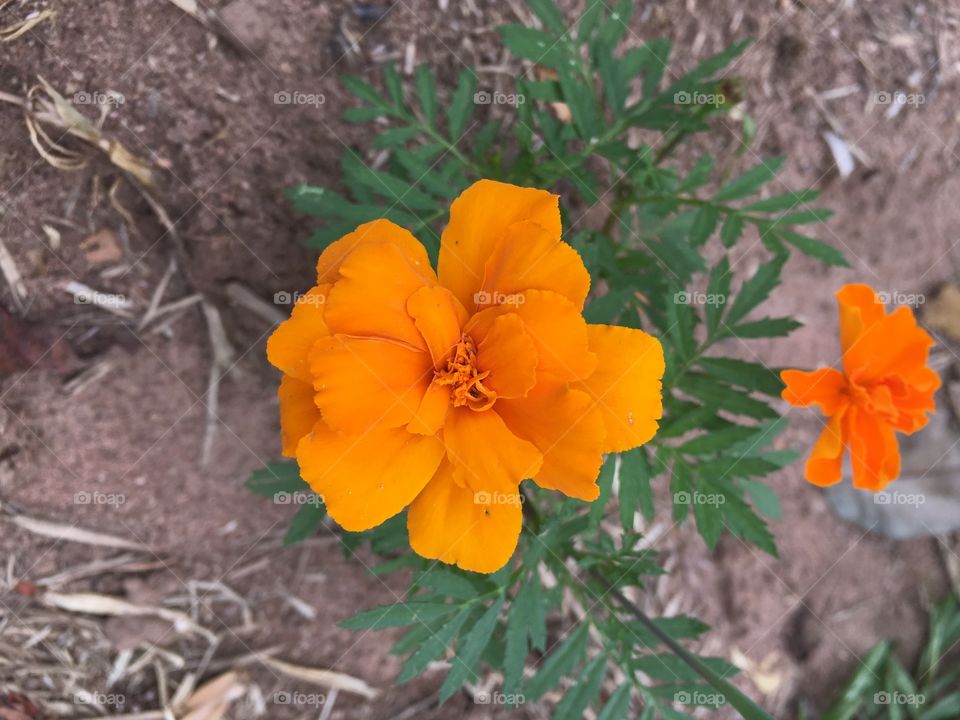 Flores do nosso jardim!
Alegrando e embelezando nosso dia. 