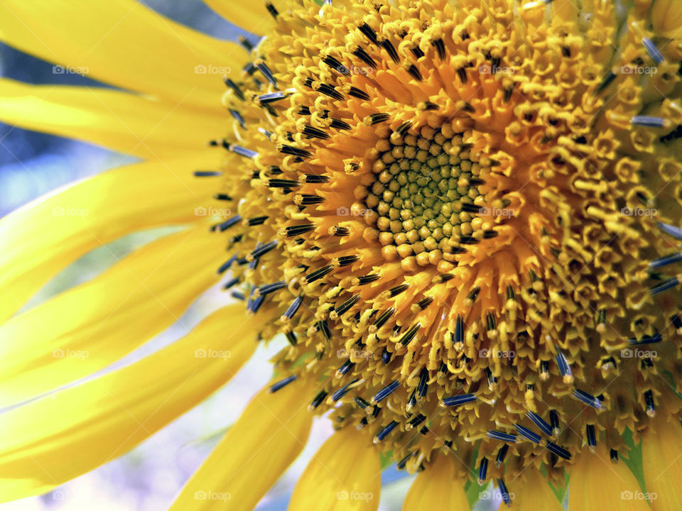 yellow macro photography summer by probie15