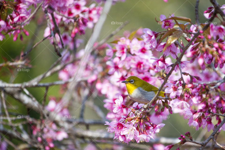 Little Bird with Cherry