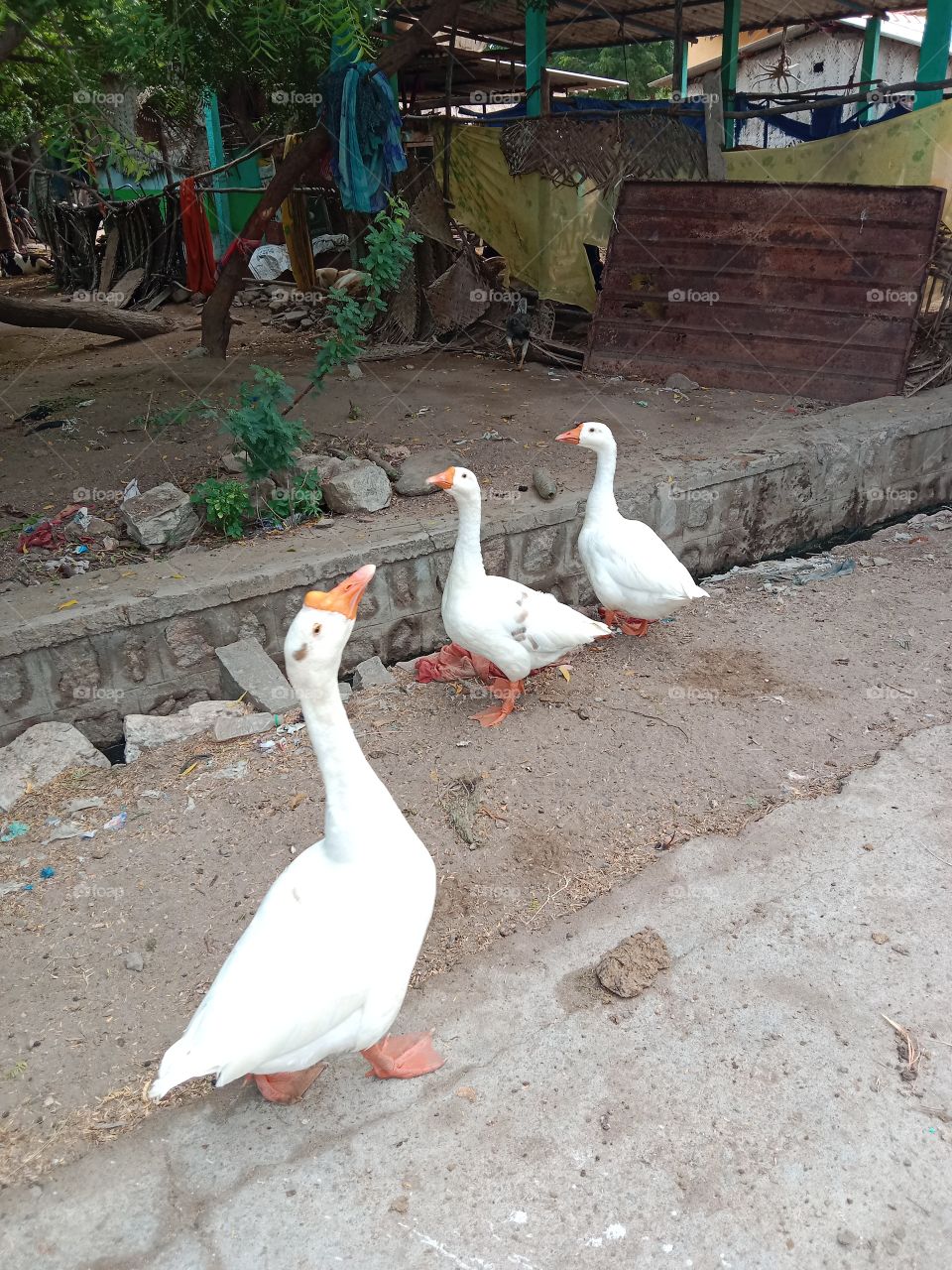 Three ducks collecting food