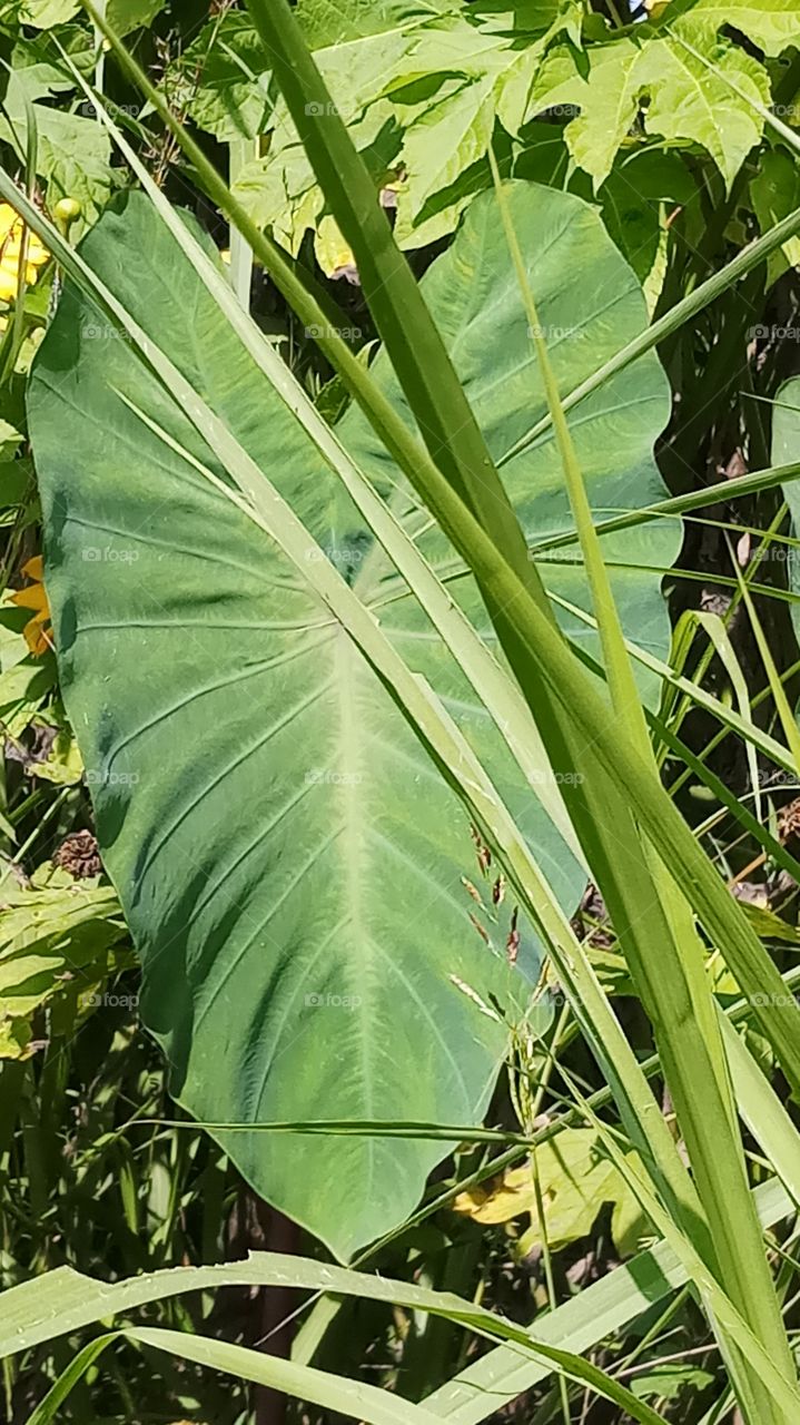 This leaf is very very beautyfull and nature