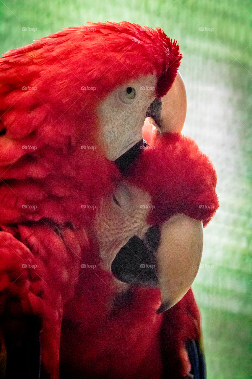 Closeup of two bright red macaws snuggling 