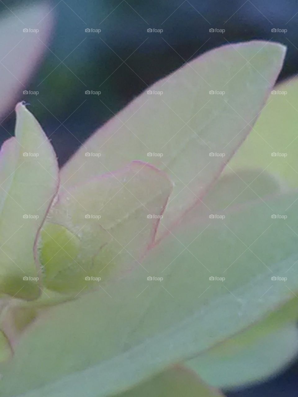 Are the beautiful strips of light green and gray strips around the leaves beautiful?