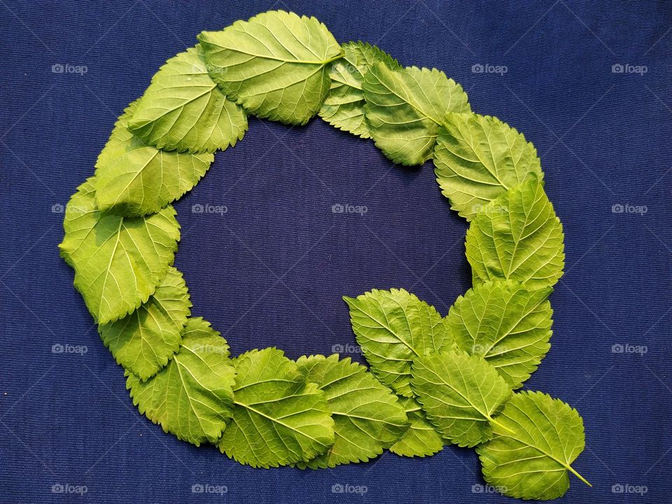 Letter Q alphabet made with mulberry Tree Green leaf over blue background