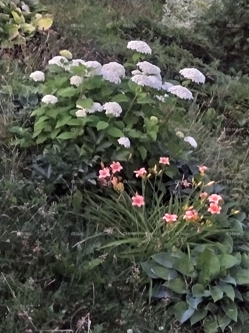 Kalanchoe is usually a disease-resistant flower, but sometimes due to improper care, it can cause adverse events, such as various diseases