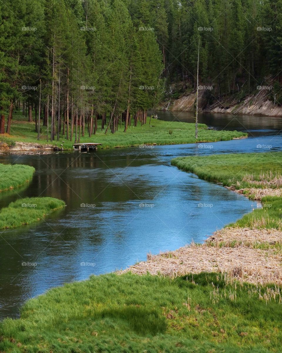 The Deschutes River in Central Oregon winds through a beautiful green meadow in the forest with a small dock and ponderosa pine trees on its banks on a summer evening.