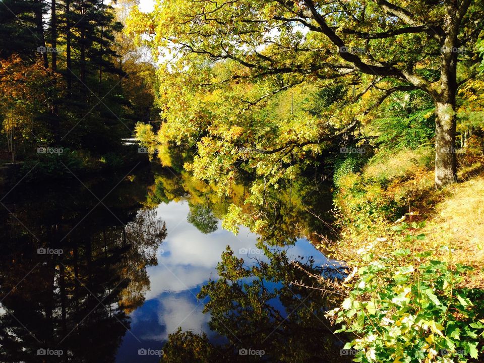 Tree reflecting on lake