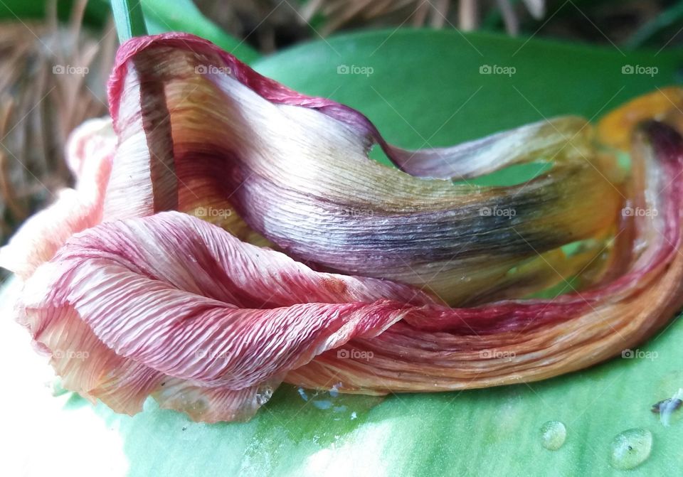 old tulip petal