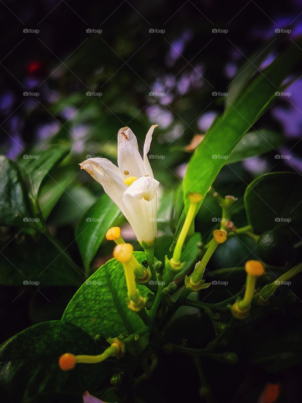 jasmine orange blossom