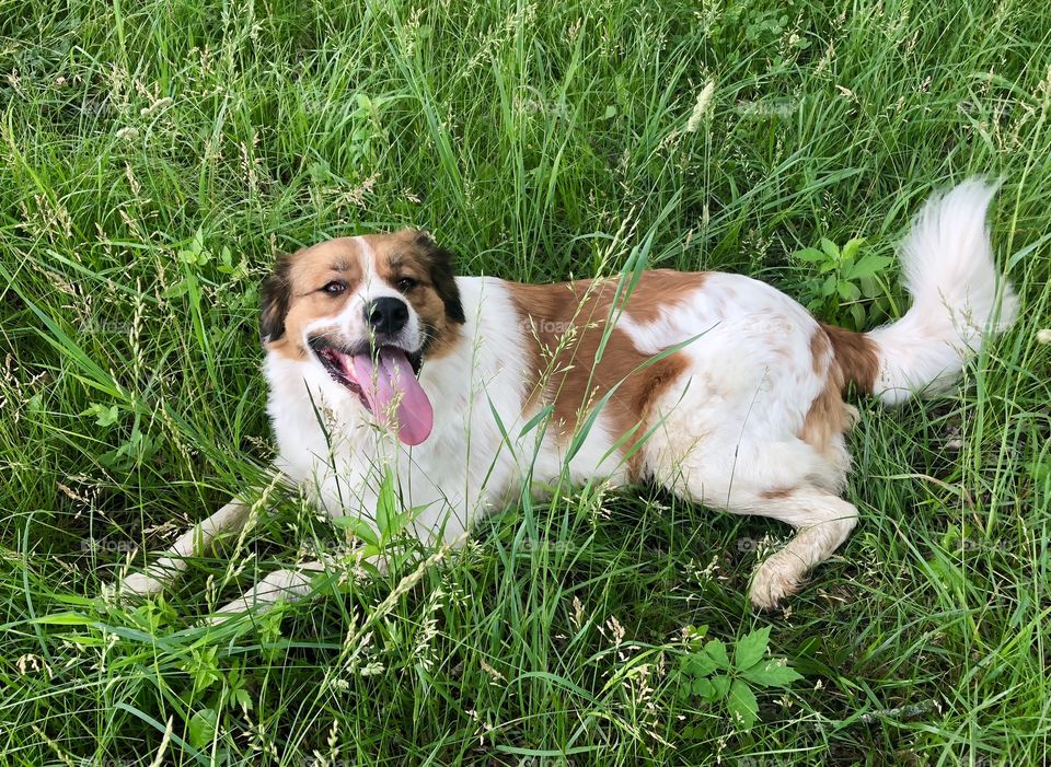 Dog days of summer, dog, dogs, grass, summer