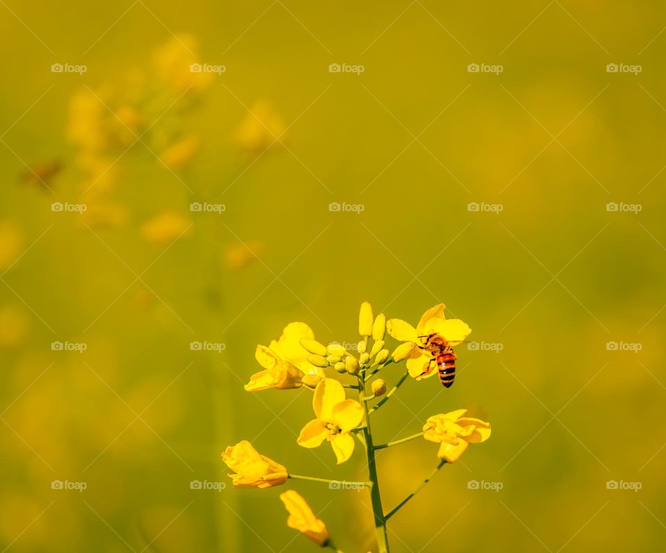 Buzzing Through Gold: The Art of Pollination