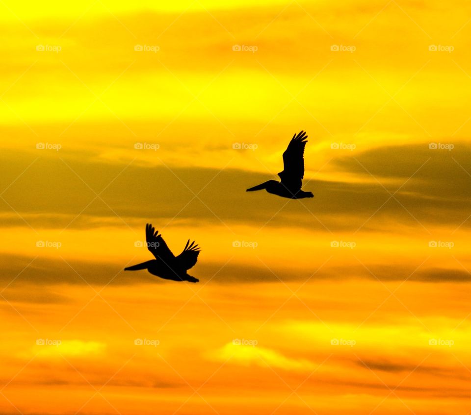 Pelicans at sunset