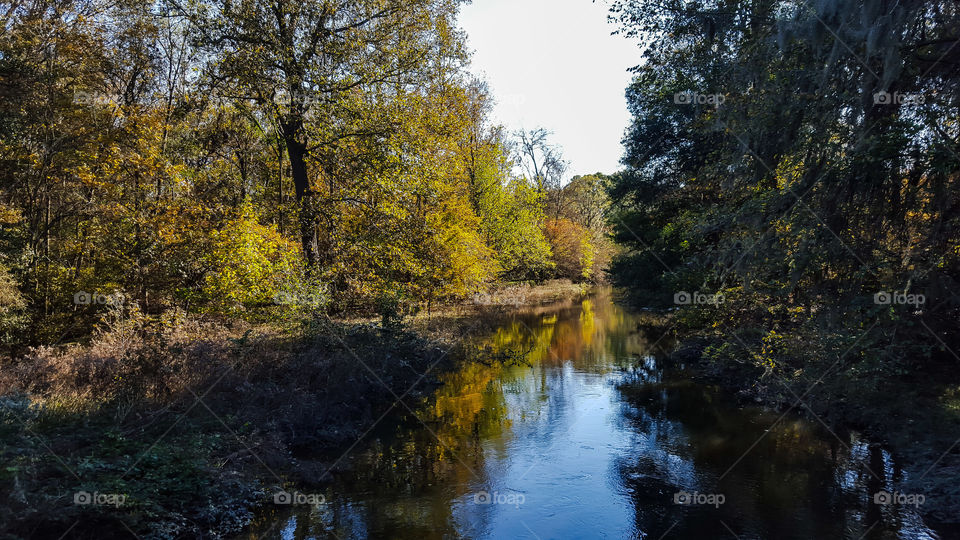 Tree, Landscape, Fall, Wood, Nature