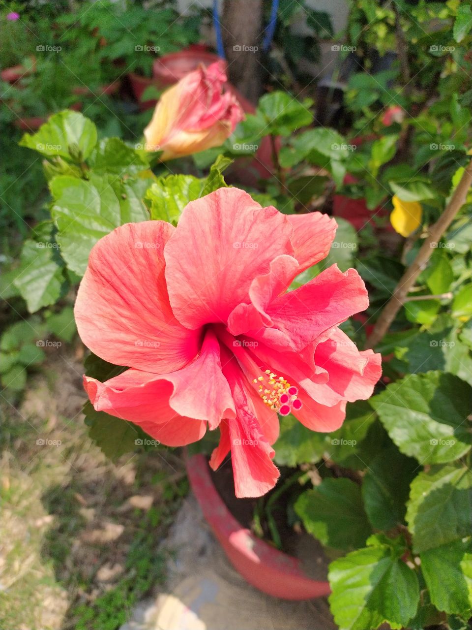Hibiscus in full glory again