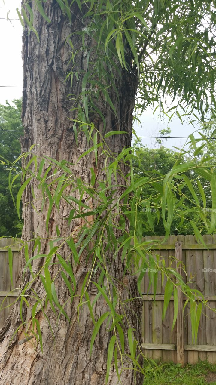 The tree in my backyard