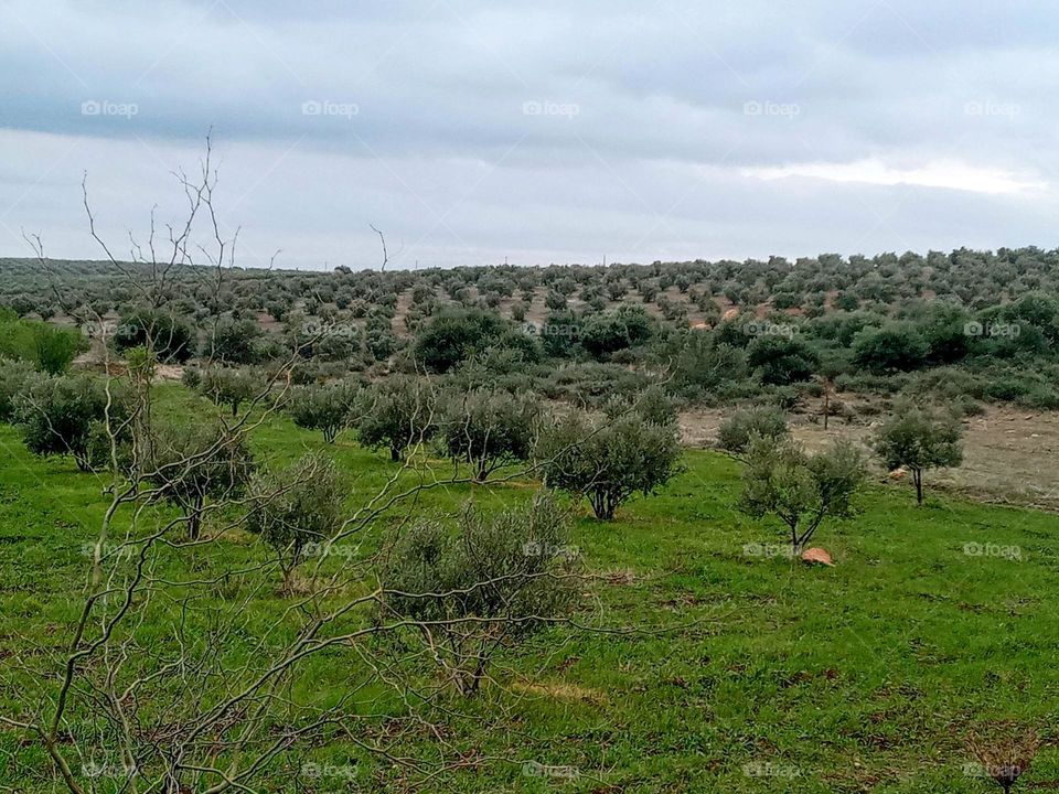 Olives trees
