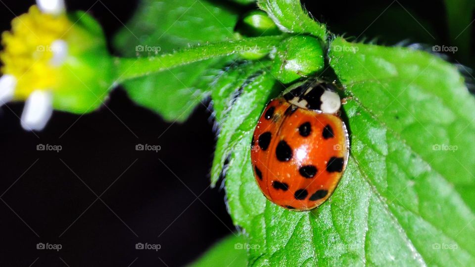 Lady bug on leaf