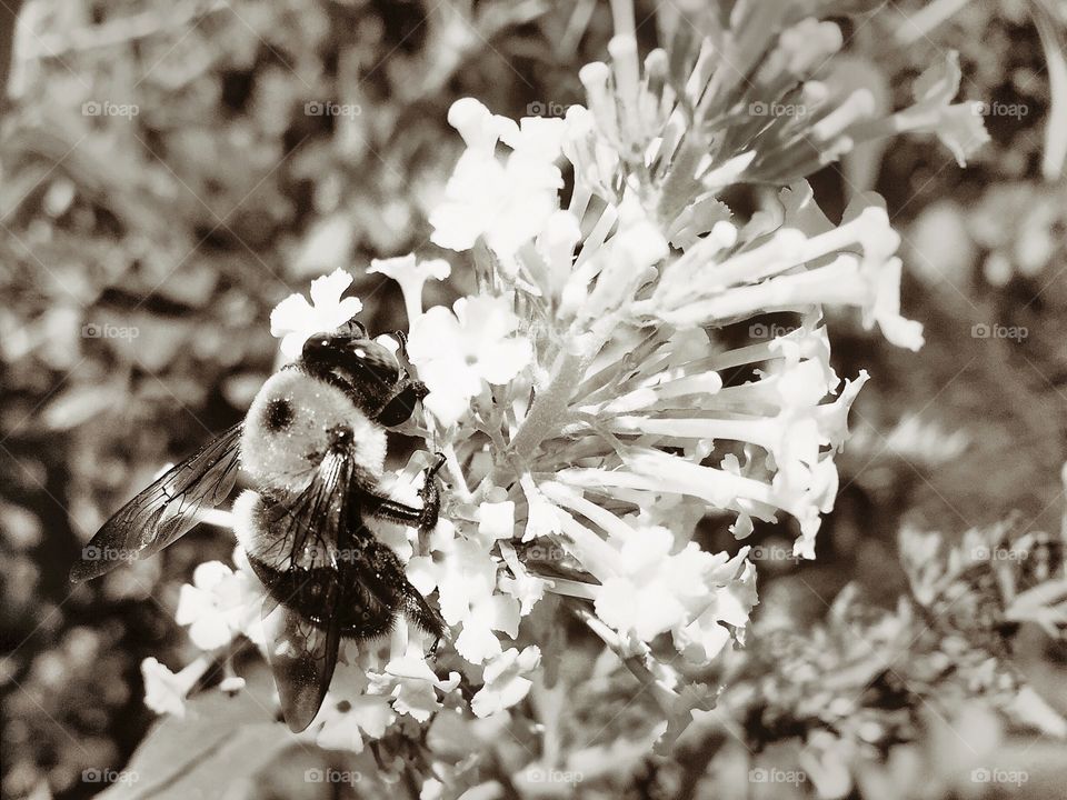A high-contrast, greyscale/newsprint-ready depiction of a large bee, as it pollinates a floral cluster. (Original photograph taken September 11, 2016.)
