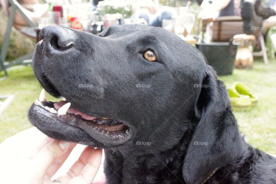 Smiley Lottie dog 