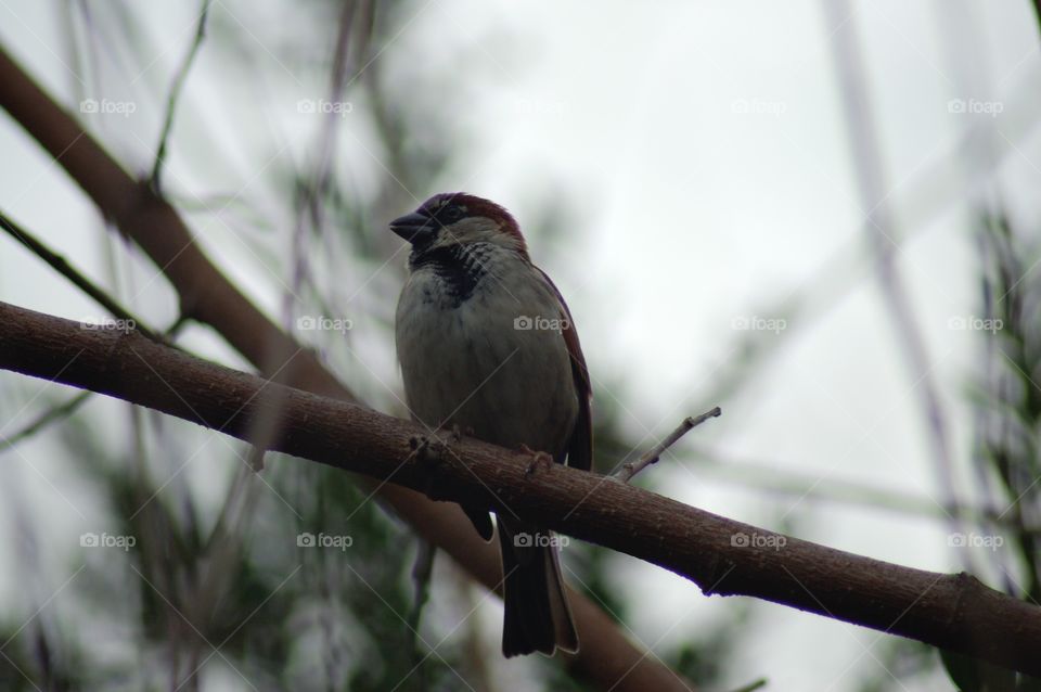 Sparrow on a branch. Sparrow on a branch
