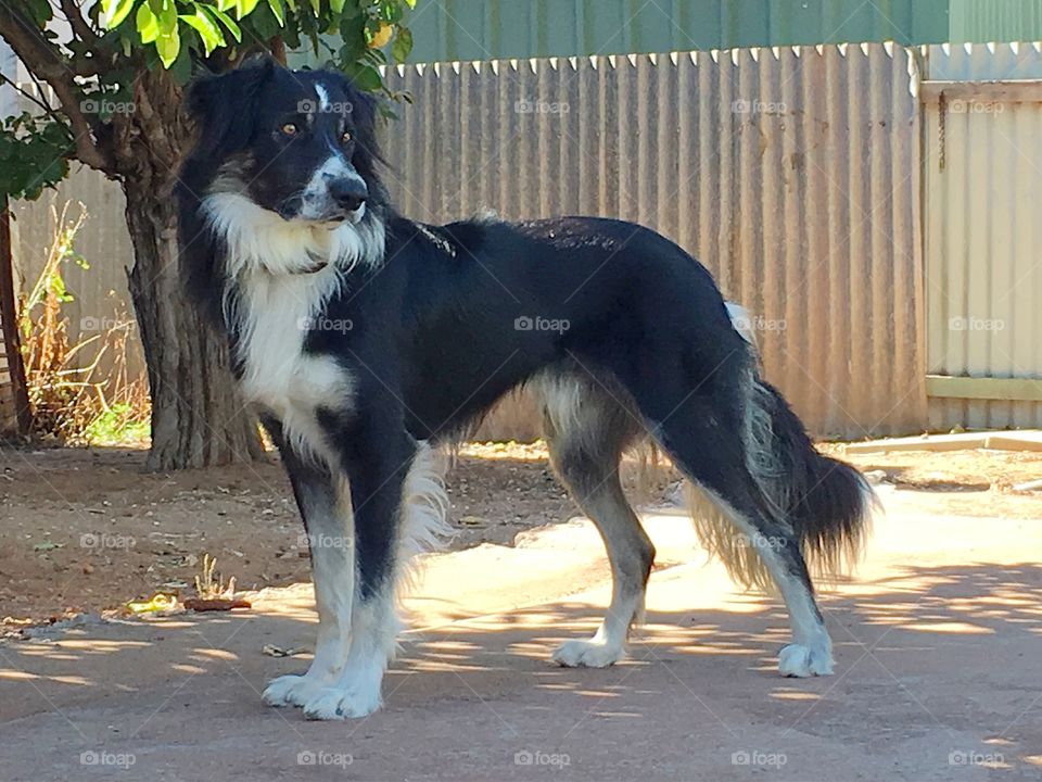 Border collie sheepdog full body view