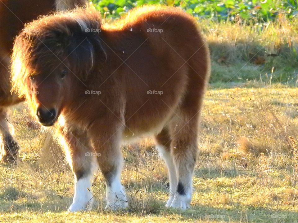 Little Shetland's Pony