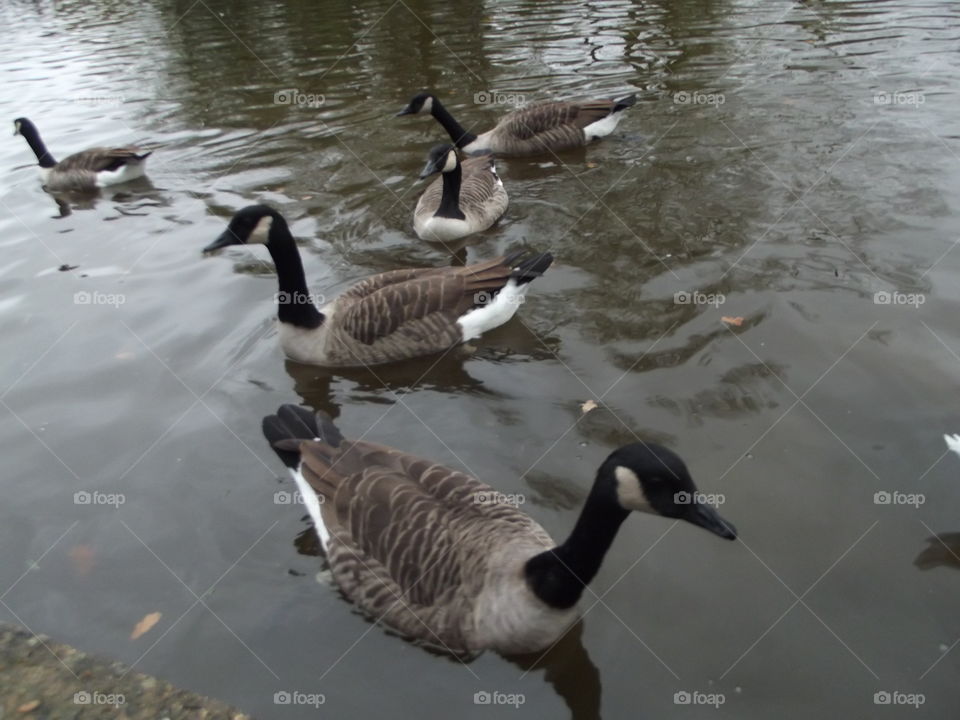 Goose, Duck, Bird, Water, Waterfowl