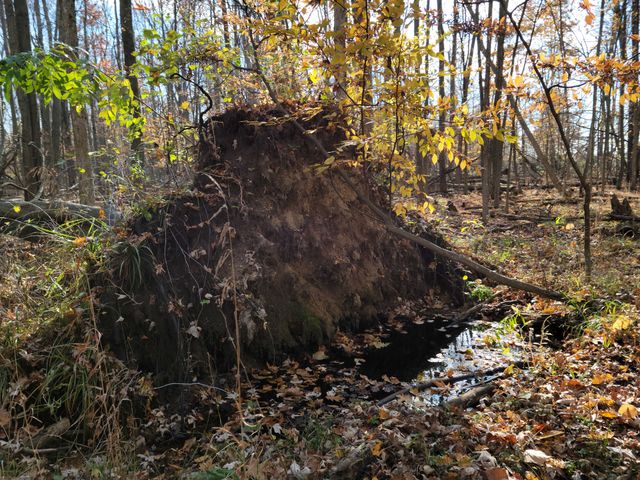 Forest Root Pool