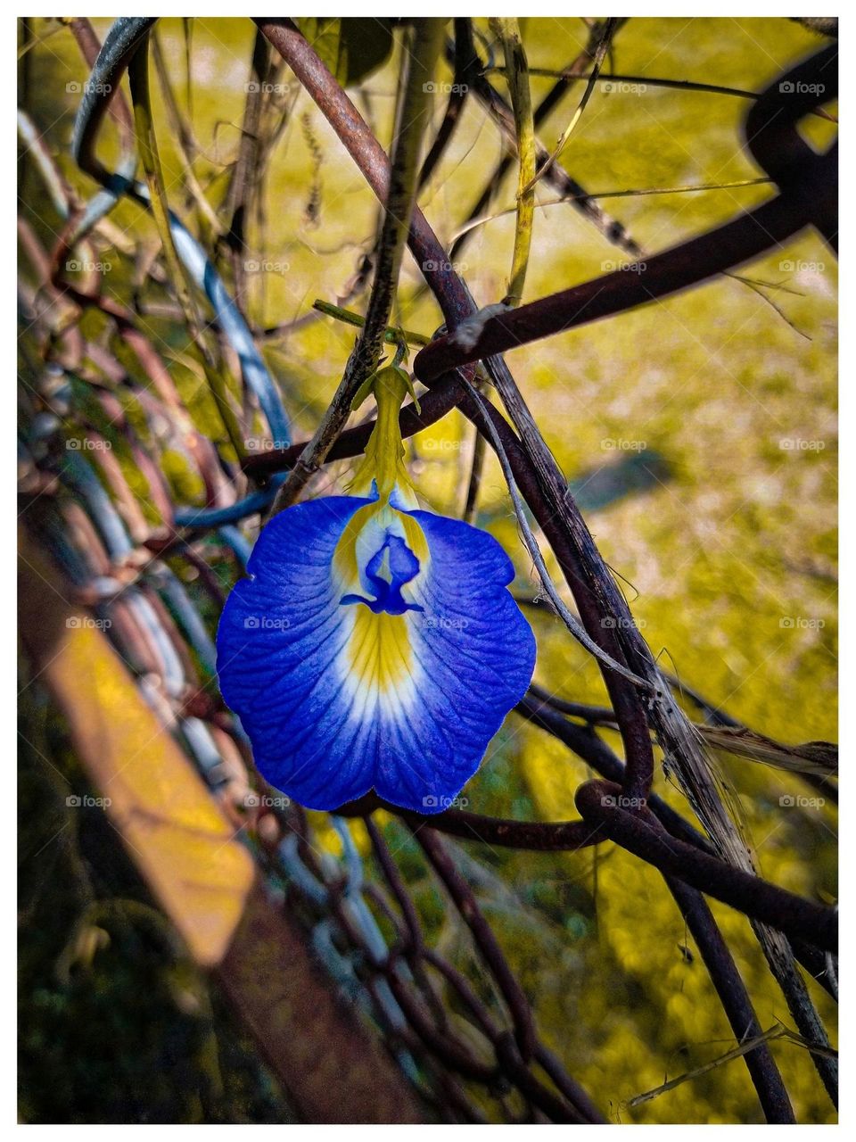 weird flower's and beautiful nature
green land at my home pics
