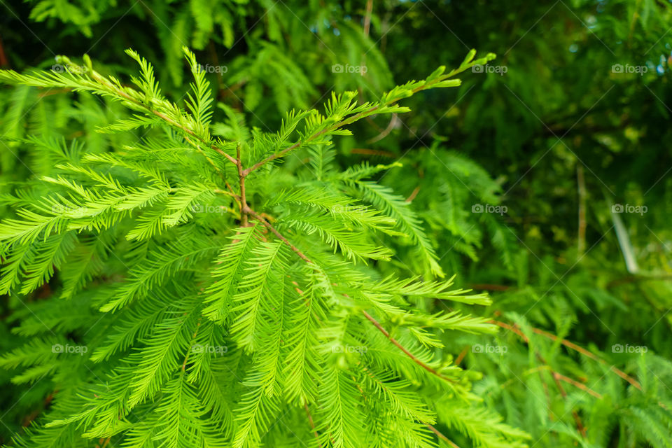 Pine leaf closeup photography
