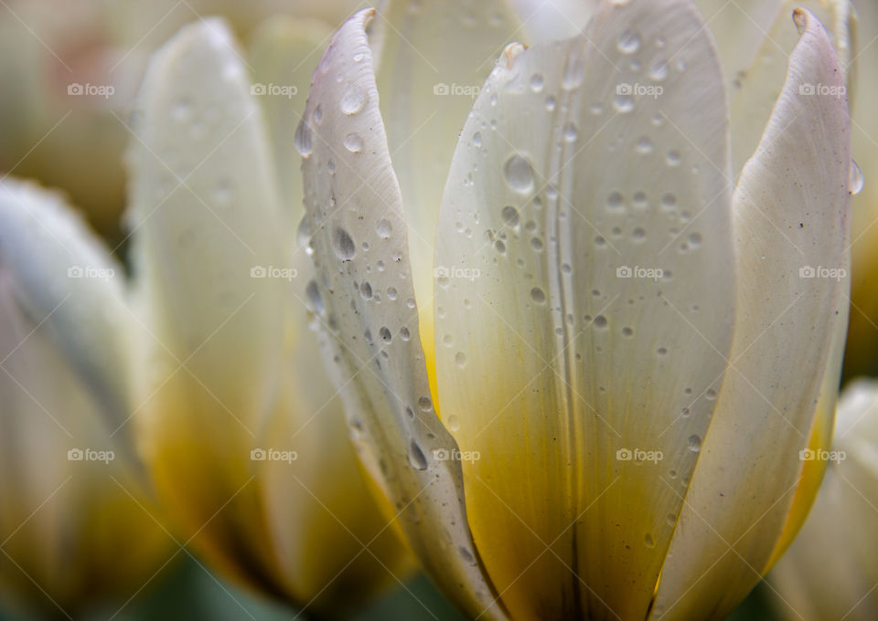 Tulips and water droplets 