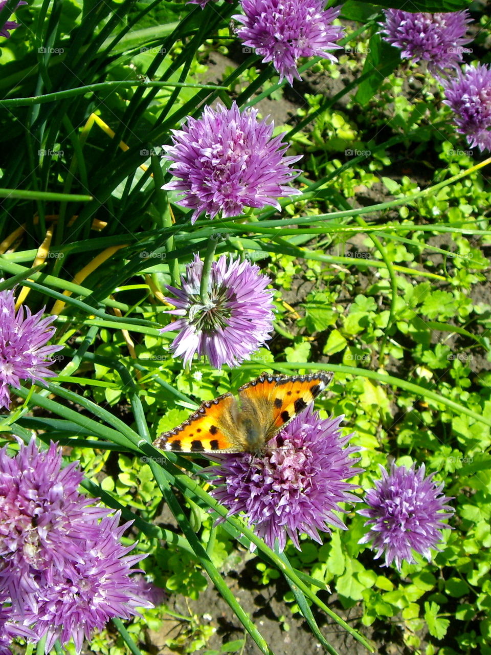 Butterfly sitting on blooming chives