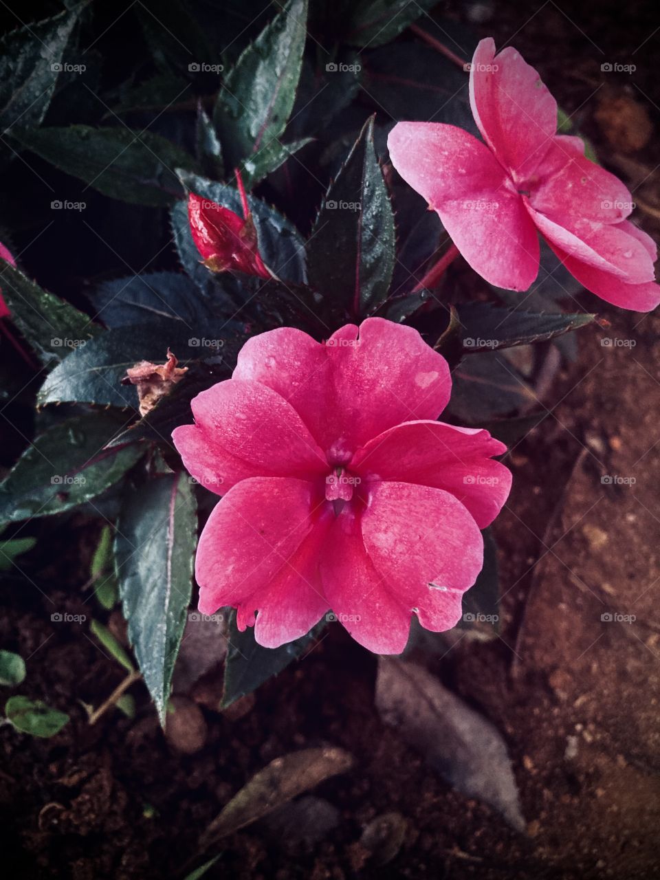 🌹 🇺🇸 Very beautiful flowers to brighten our day.  Live nature and its beauty. Did you like the delicate petals? / 🇧🇷 Flores muito bonitas para alegrar nosso dia. Viva a natureza e sua beleza. Gostaram das pétalas delicadas? 