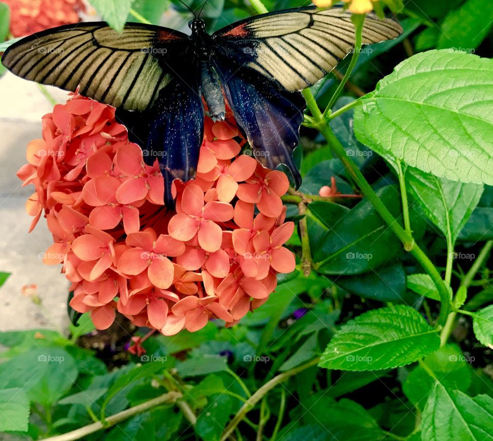 Orange Flower with Butterfly