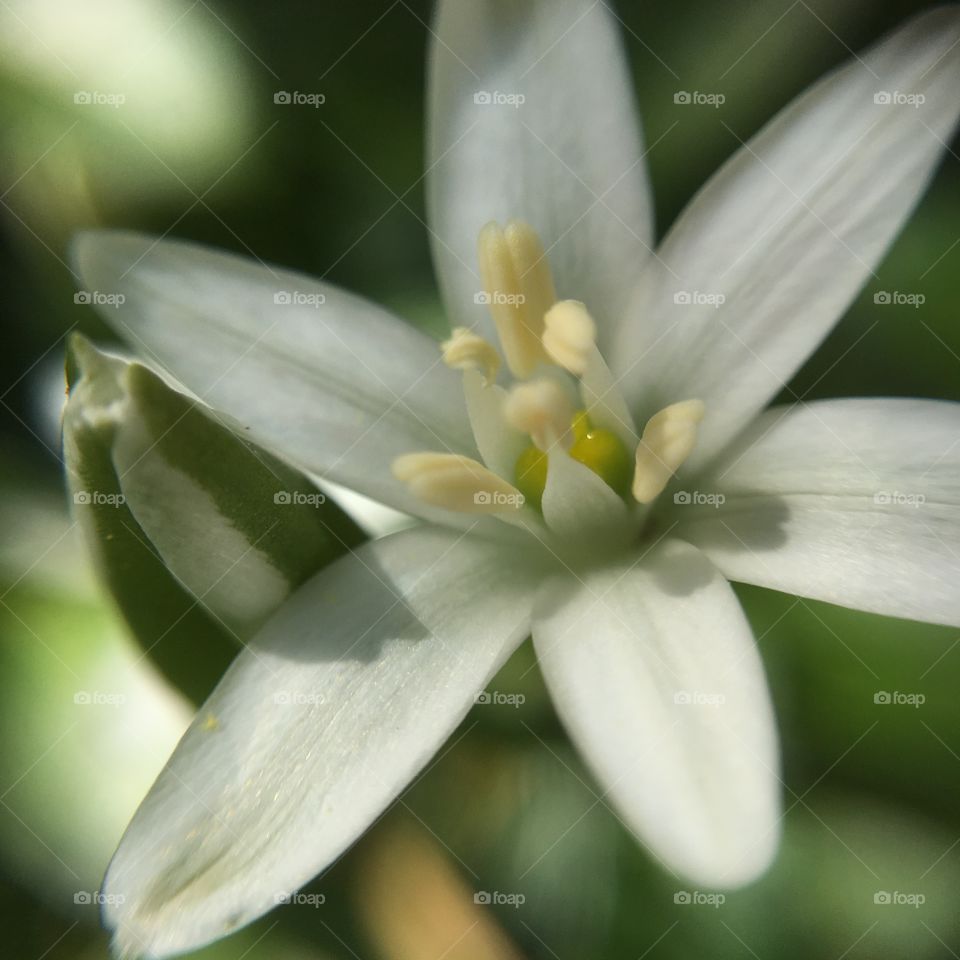 White flower