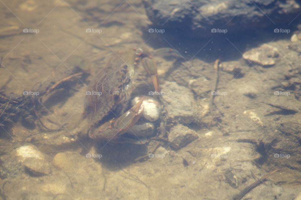 Underwater Creatures 