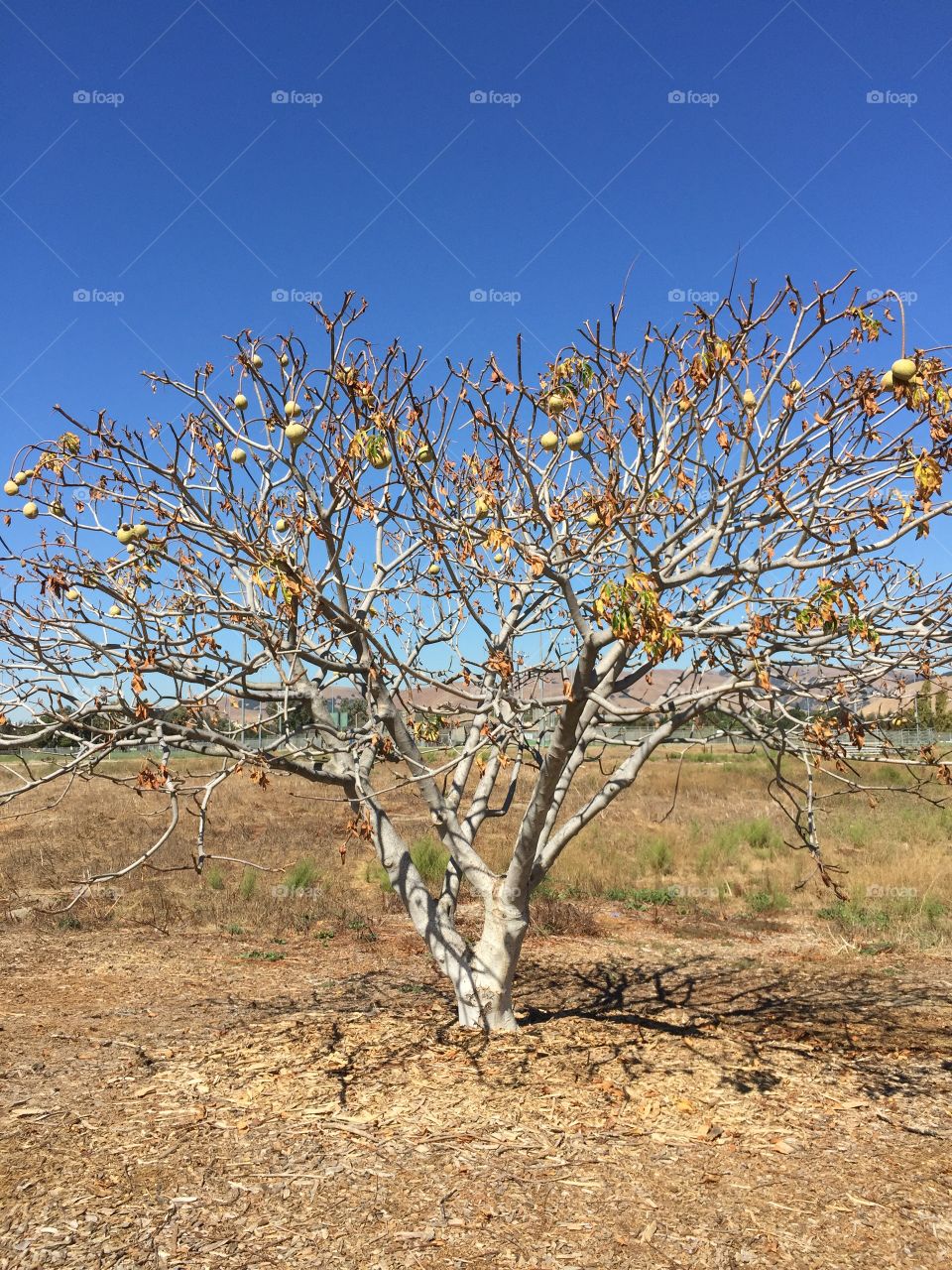 Bare tree against sky