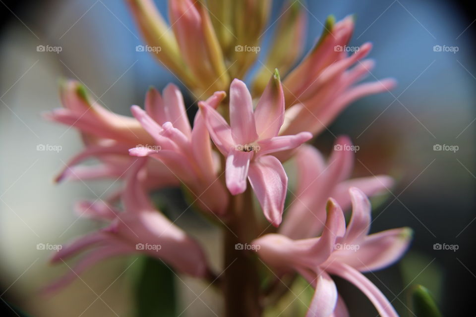 Pink flower in summer