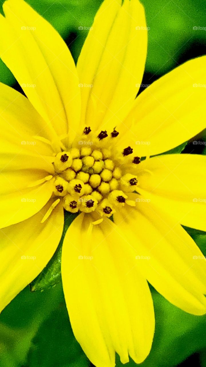 yellow flower