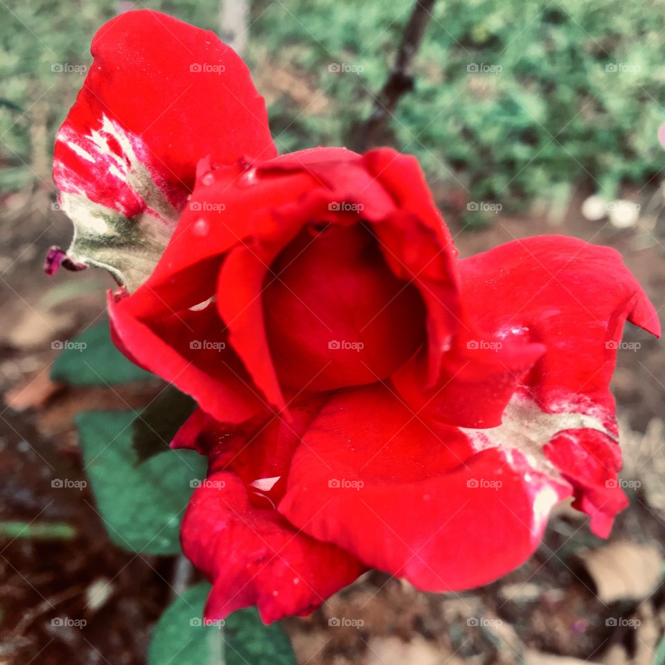 🌺Fim de #cooper! 
Depois do exercício físico - suado, cansado e feliz - alongando e curtindo a beleza das #flores.
🏁
#corrida #treino #flor #flower #flowers #pétalas #pétala #jardim #jardinagem #garden #flora #run #running #esporte #alongamento