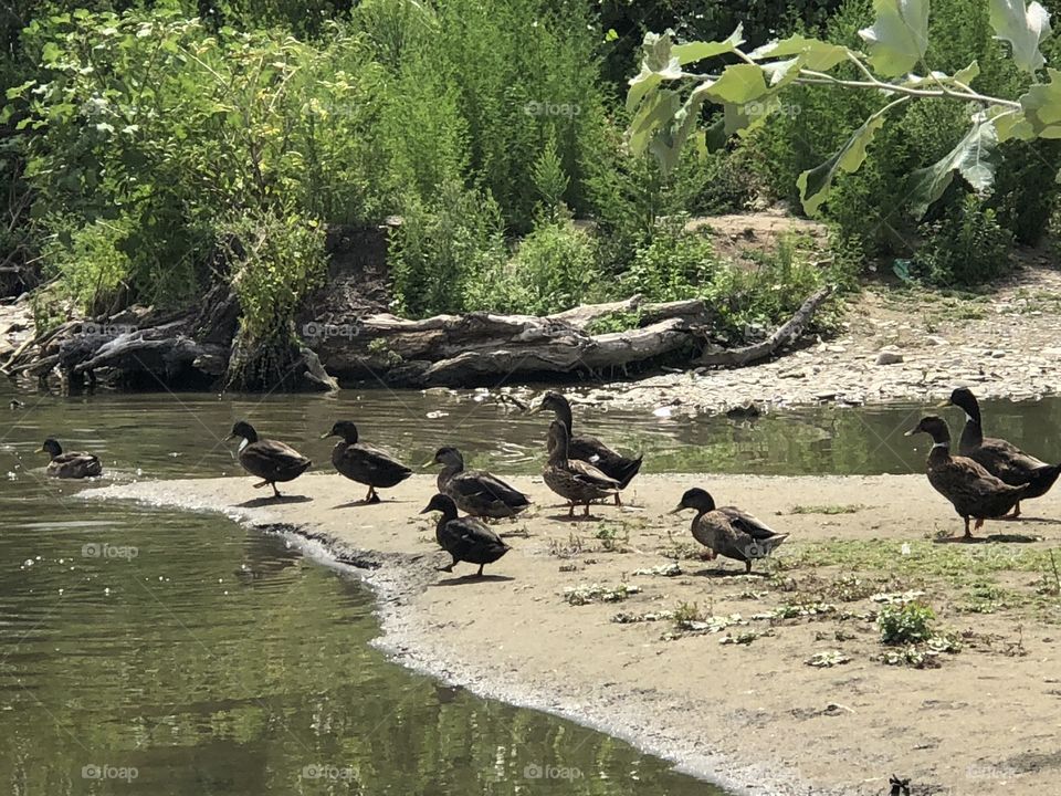 Ducks team 