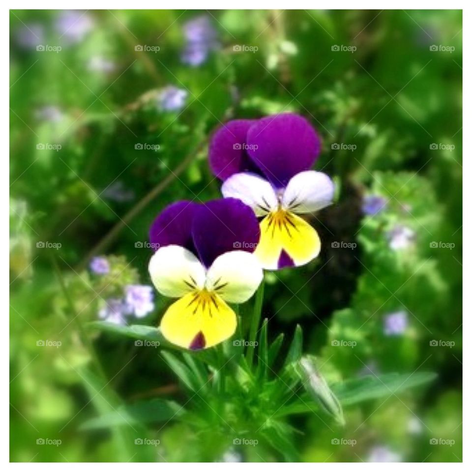 Pair of Violets