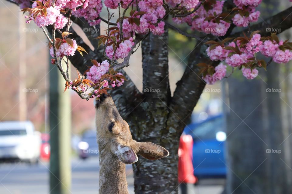 Deer eating cherry blossom 