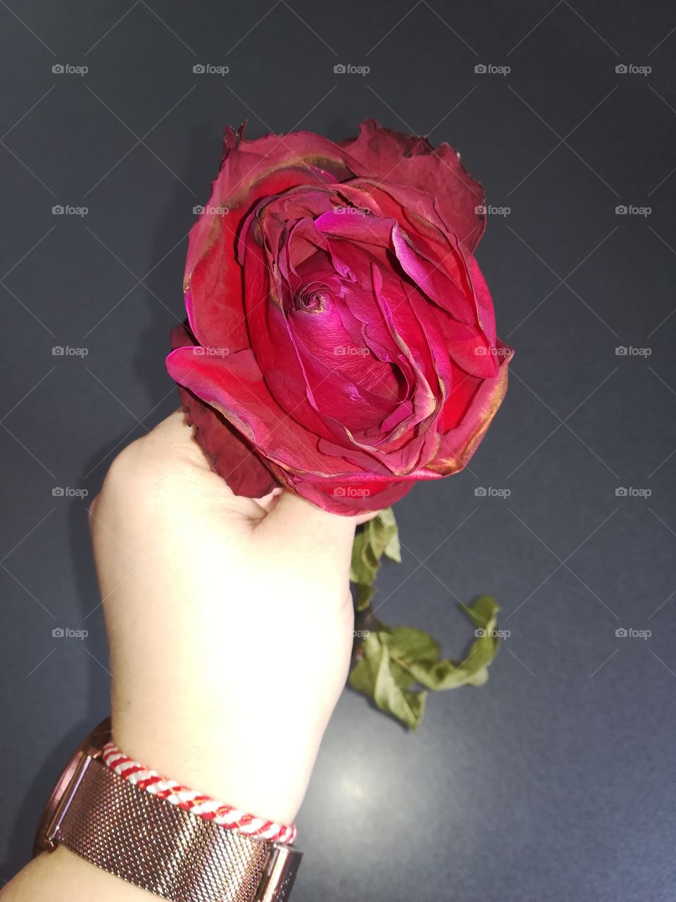 Red rose in the hand 