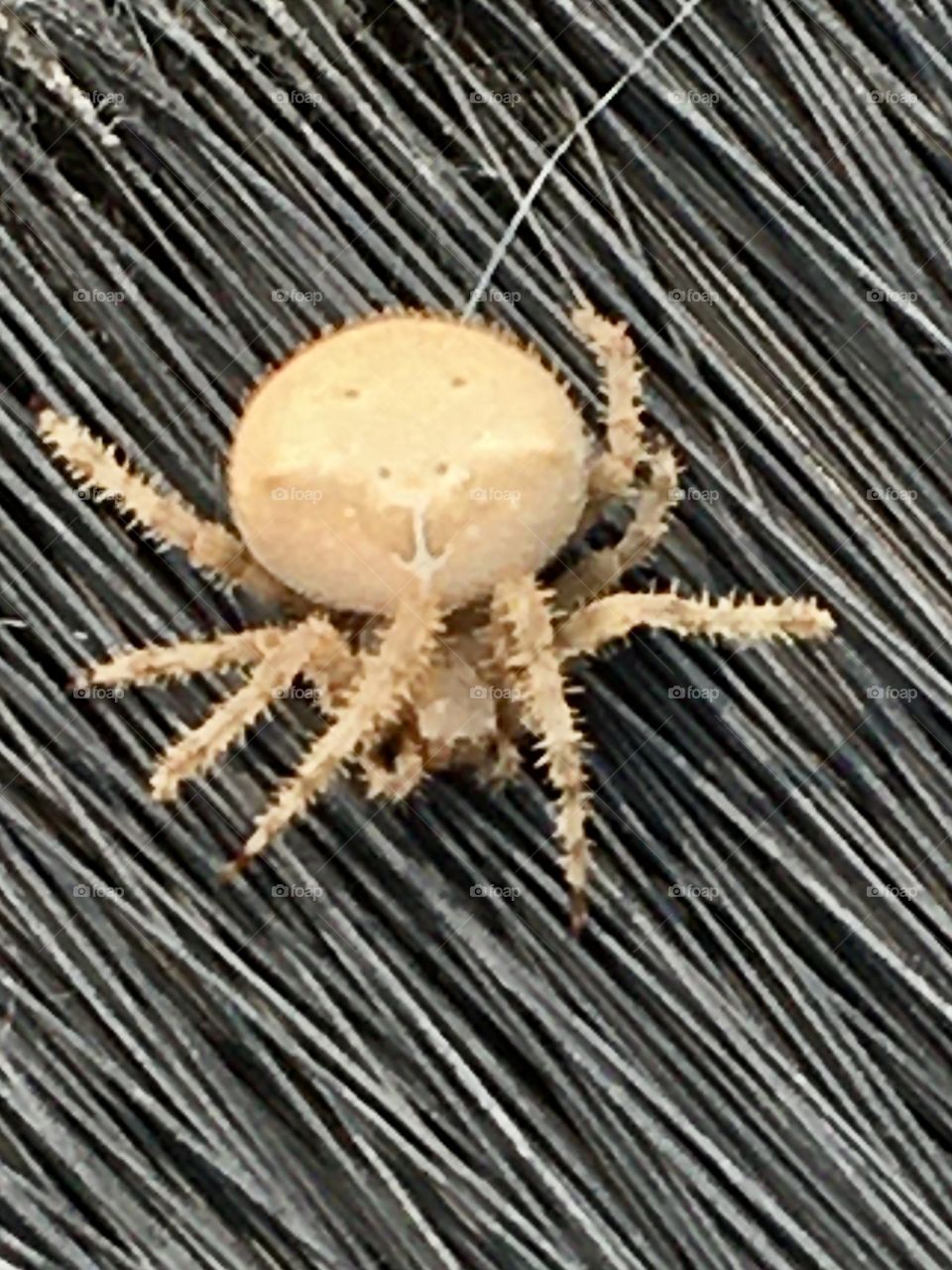 Colorado Cat Spider