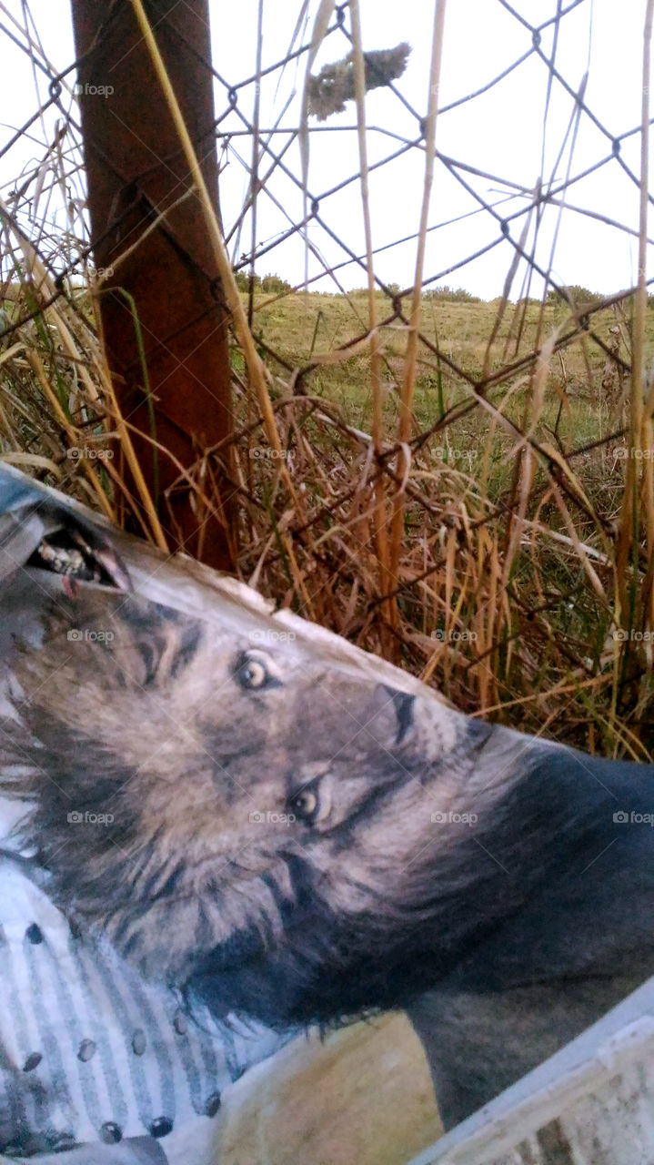 il leone nella gabbia