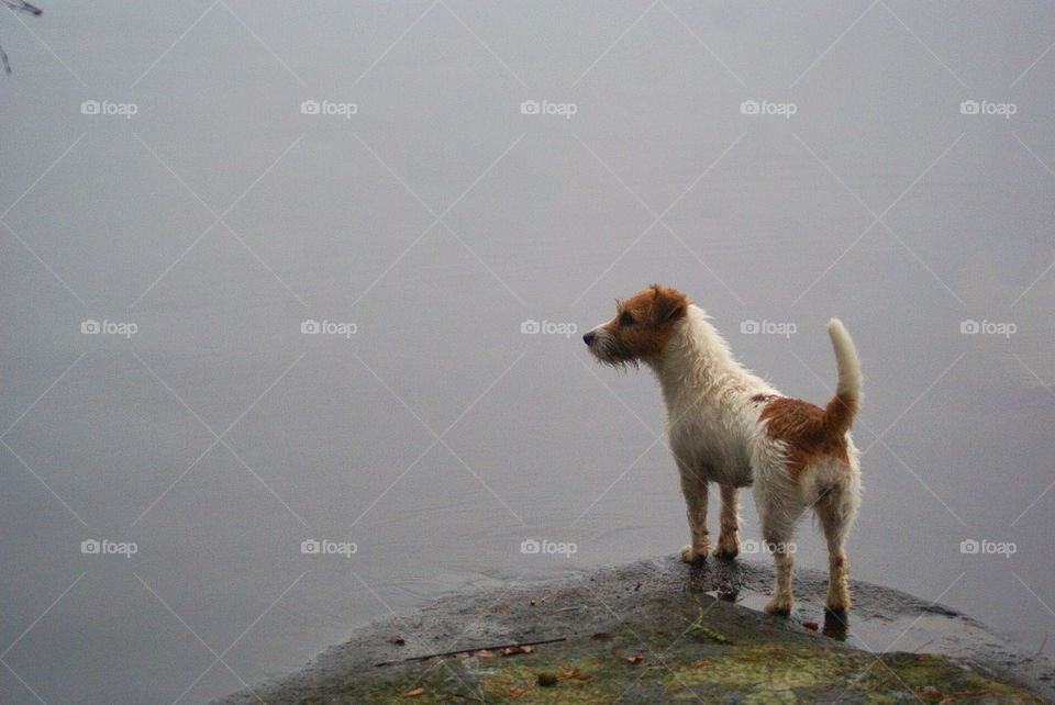 Dog standing near lake